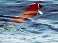 Spectacled Porpoise