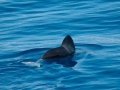 Spectacled Porpoise