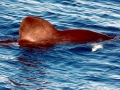 Spectacled Porpoise