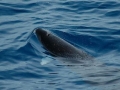 Spectacled Porpoise