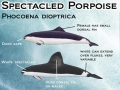 Spectacled Porpoise