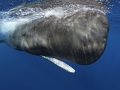 Sperm Whale