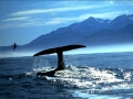 Sperm Whale