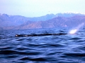 Sperm Whale