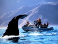 Sperm Whale