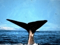 Sperm Whale