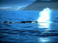 Sperm Whale