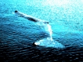 Sperm Whale