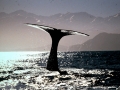 Sperm Whale