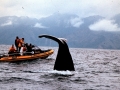 Sperm Whale