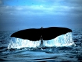 Sperm Whale