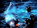 Sperm Whale