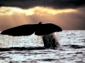 Sperm Whale