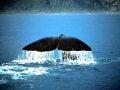 Sperm Whale