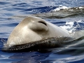 Sperm Whale