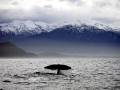 Sperm Whale