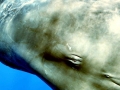 Sperm Whale