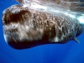 Sperm Whale