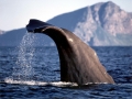 Sperm Whale