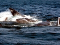 Sperm Whale
