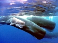 Sperm Whale