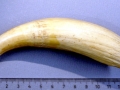 Sperm Whale