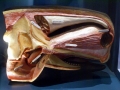 Sperm Whale