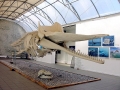 Sperm Whale