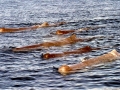Sperm Whale