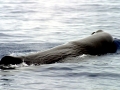Sperm Whale