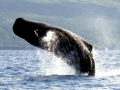 Sperm Whale