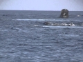 Sperm Whale