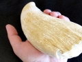 Sperm Whale