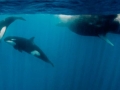 Sperm Whale
