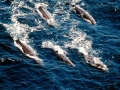 Sperm Whale