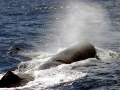Sperm Whale