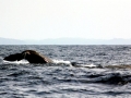 Sperm Whale
