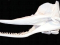 Sperm Whale