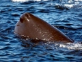 Sperm Whale