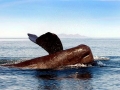 Sperm Whale