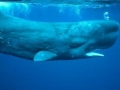 Sperm Whale