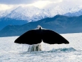 Sperm Whale