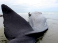 Sperm Whale