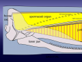 Sperm Whale