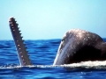 Sperm Whale