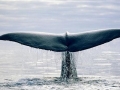 Sperm Whale