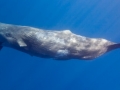 Sperm Whale