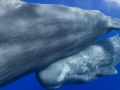 Sperm Whale