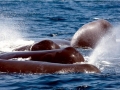 Sperm Whale