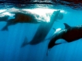 Sperm Whale